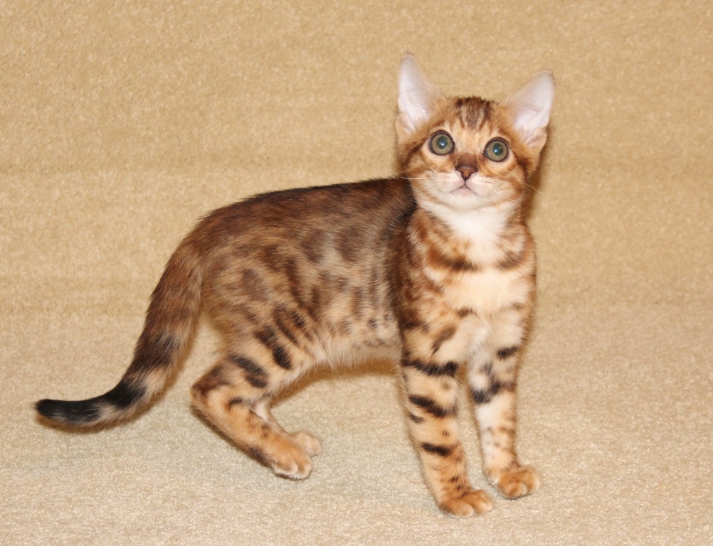 бенгальский котенок питомник ХильдаБенг (HildaBeng)