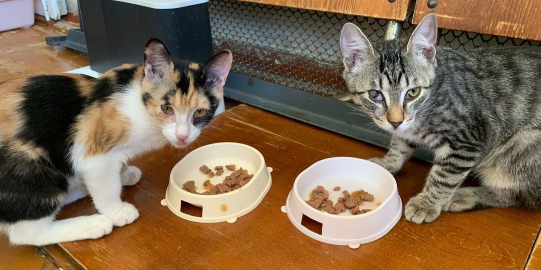 Совсем скоро котят у Сени и Лизы-день рождения. И самым лучшим подарком для них будет настоящий родной дом