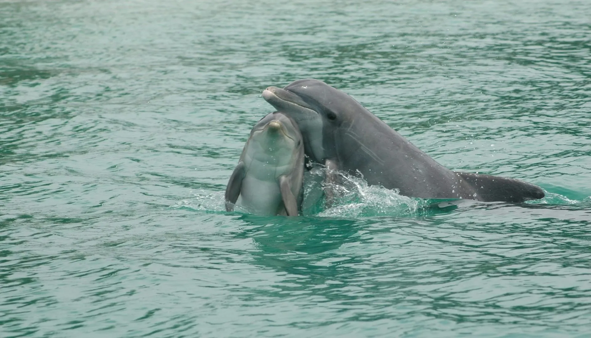 Афалины — социальные животные, которые используют свистки и щелчки для общения друг с другом. Фотография сделана в рамках программы исследования дельфинов в Сарасоте, проводимой зоопарком Брукфилд в Чикаго, в соответствии с разрешением на научные исследования NMFS MMPA.