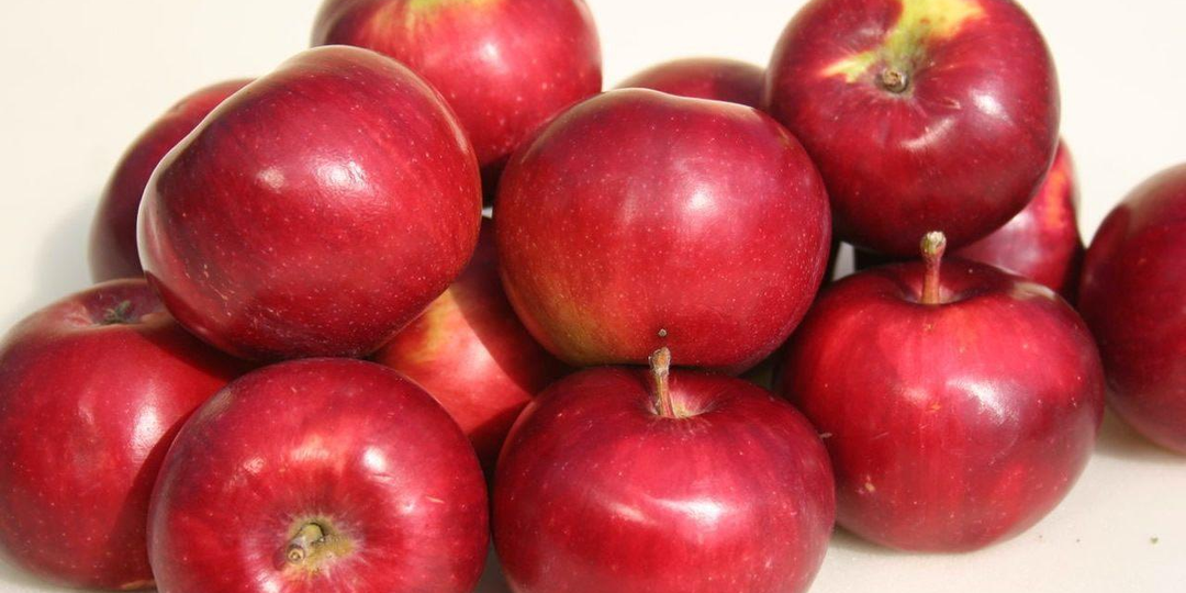 Крепкие, устойчивые, выносливые: пять гениев орловской селекции, изменивших представление о яблоке