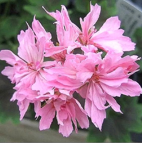 Звезда, похожая на стеллар. Или стеллар в форме звезды? 