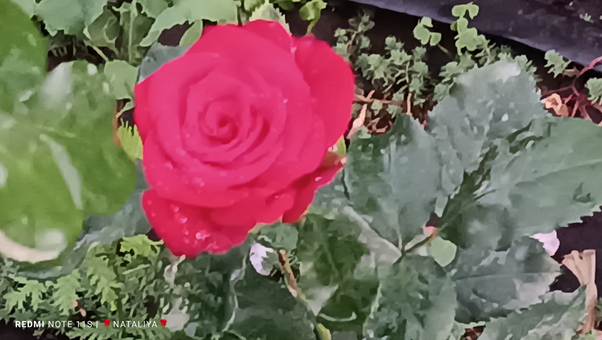 Роза «Sophie Loren» (Софи Лорен).