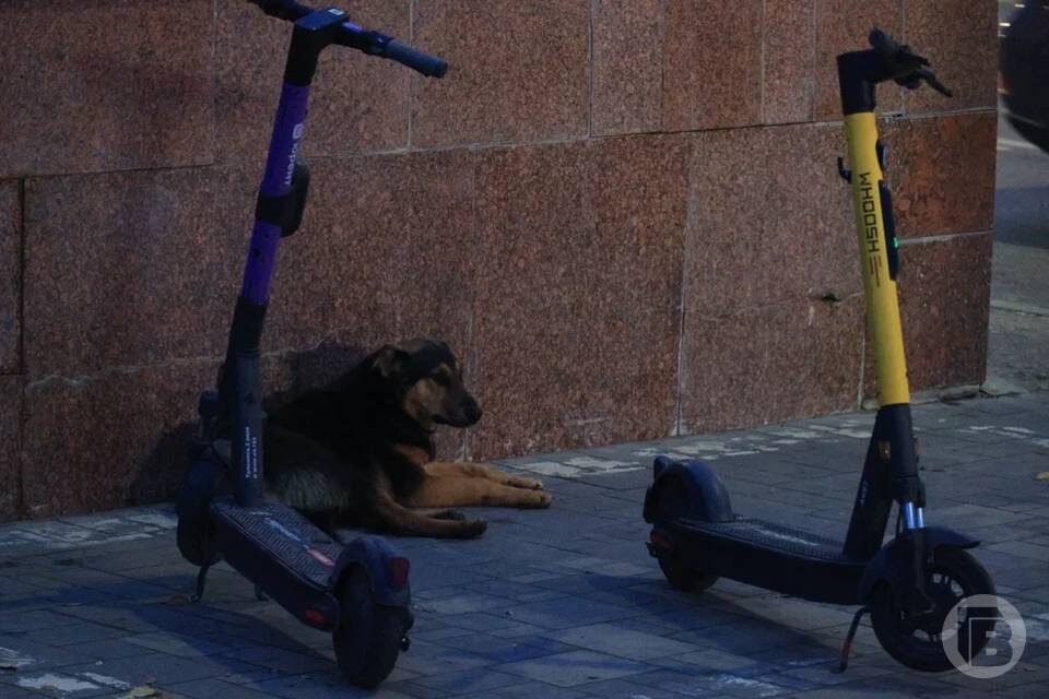    Фото: Дмитрий Рогулин / "Городские вести"
