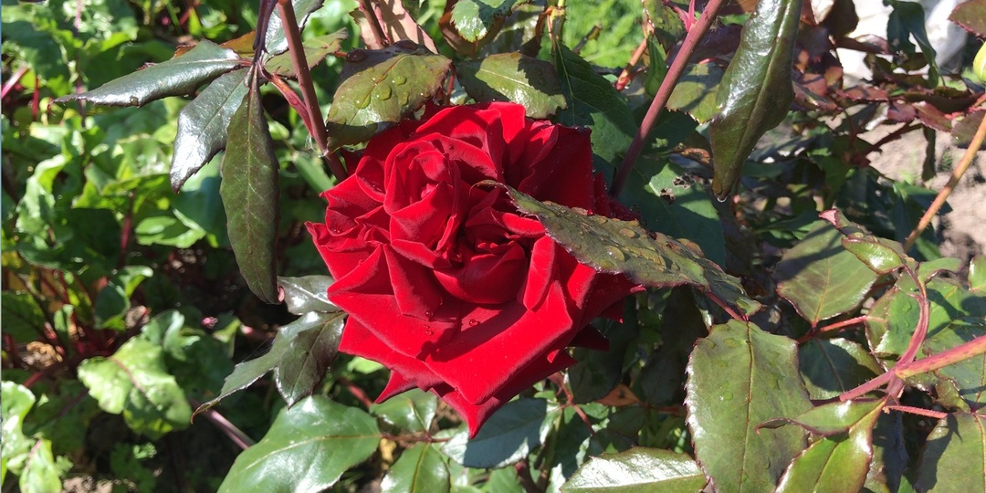 Чтобы розы радовали вас обильным цветением.