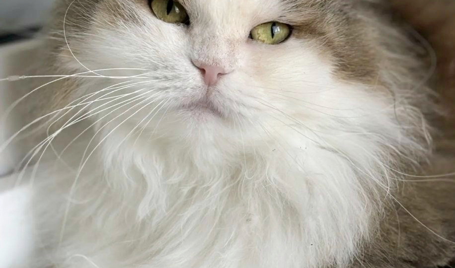 Так выглядит кошечка, которую никто не хочет забирать.