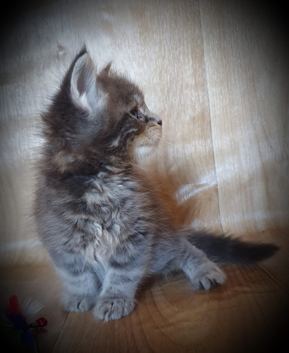 Переезд котёнка мейн-куна