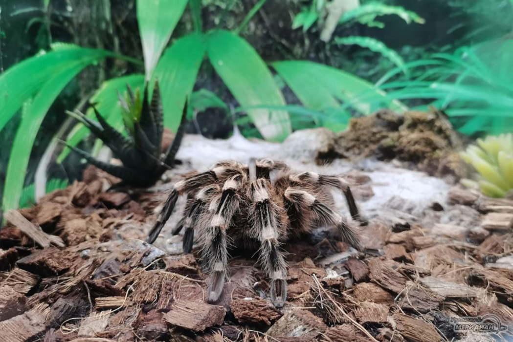    Фото: Ксения Жигалова © ИА «Уральский меридиан»