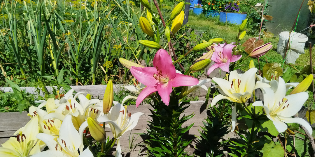 Уход за лилиями весной после зимы: подкормка и уход в открытом грунте.