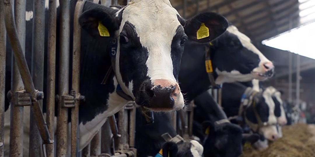 Сегодня в России коров проще отправить на убой, чем вылечить