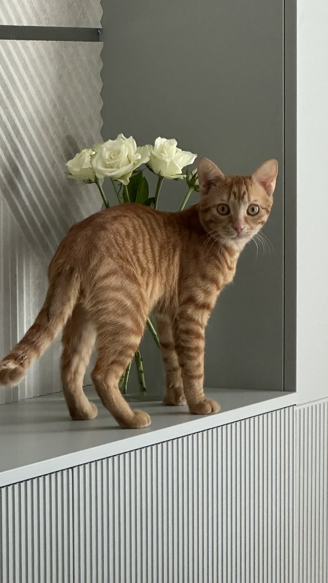 Московская дворовая 🤣