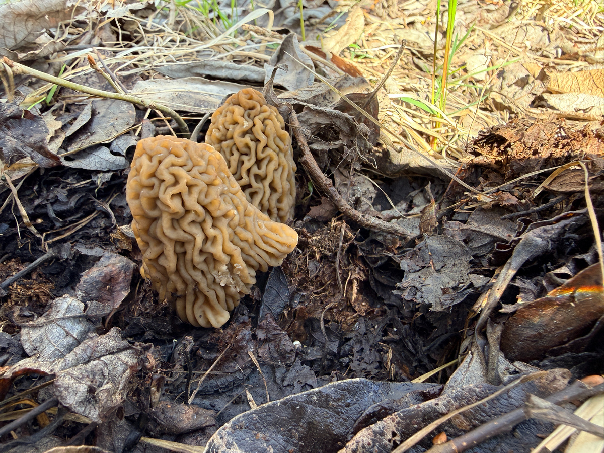 Фото автора.14.04.26