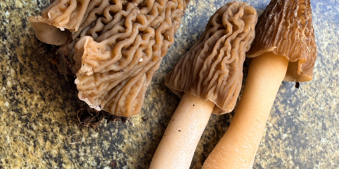 Сморчковые шапочки. Гулливеры и лилипуты. 14.04.26