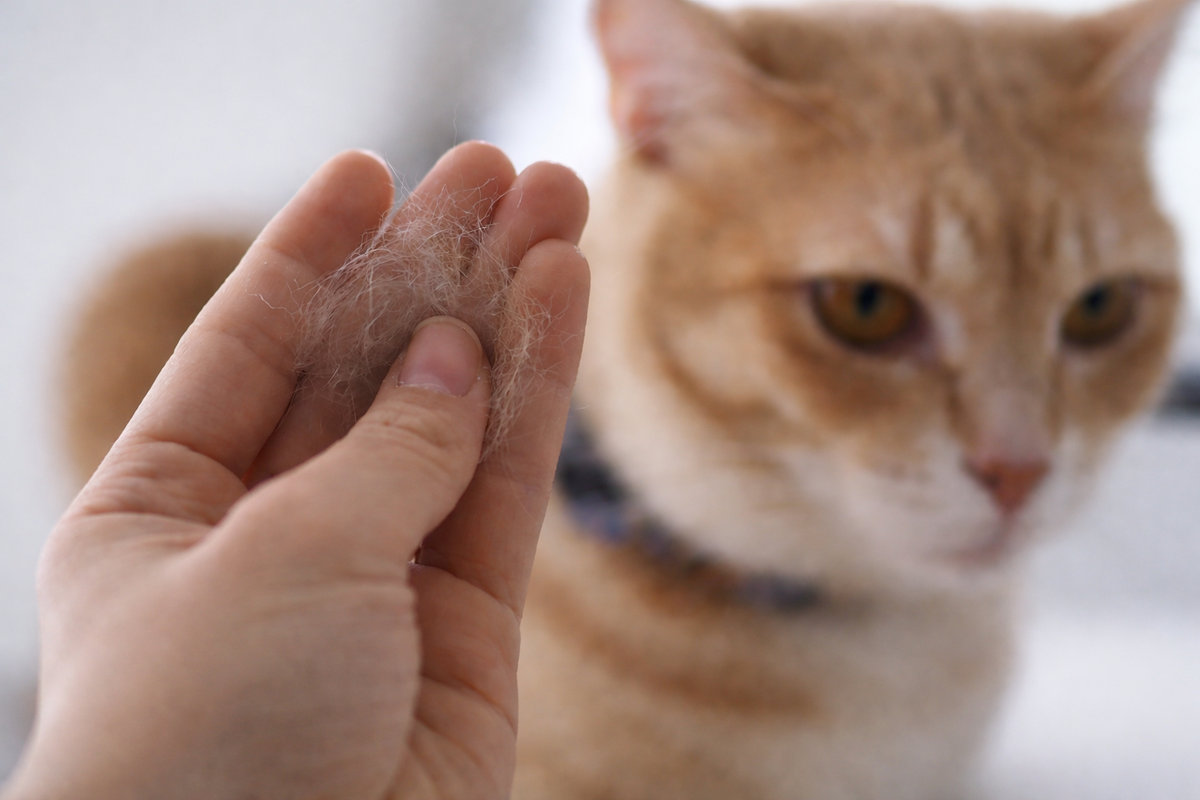 Почему у кошки сильно лезет шерсть