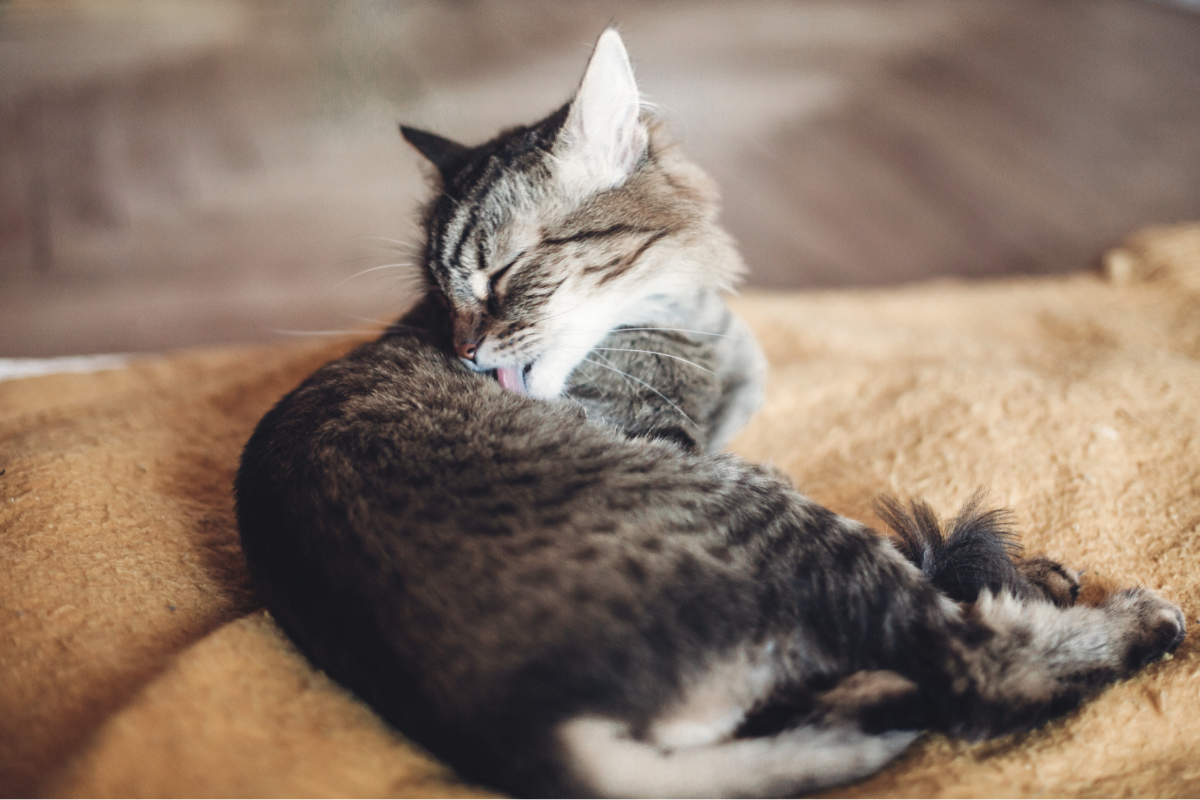 Кошка себя вылизывает 