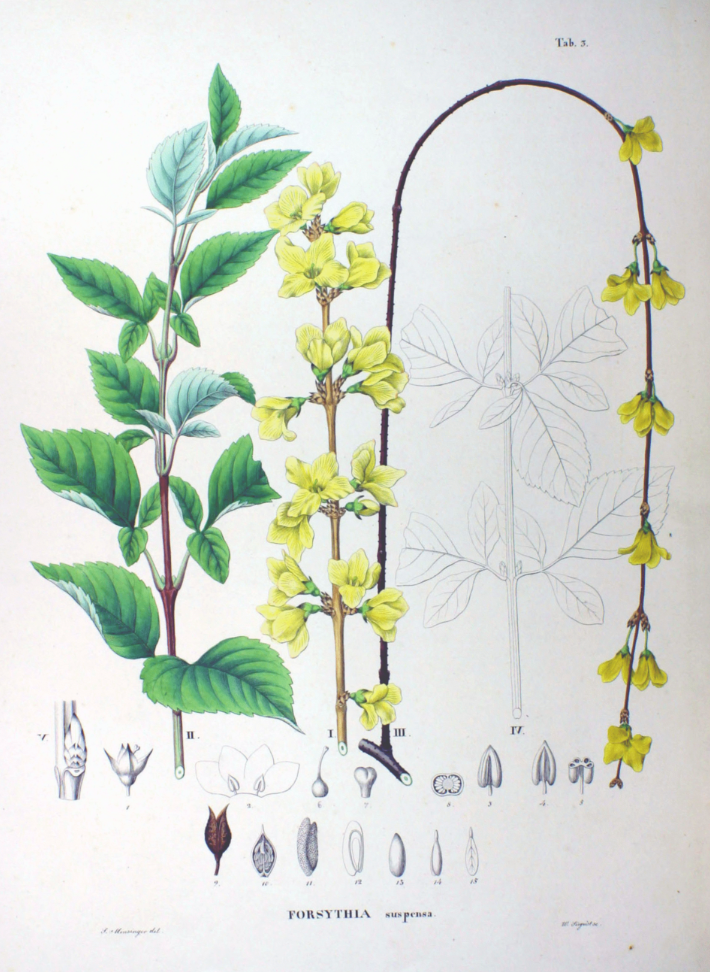 Форсайтия свисающая (Forsythia suspensa). Ботаническая иллюстрация из книги Ф. Зибольда и Й. Цуккарини Flora Japonica, Sectio Prima, 1870


