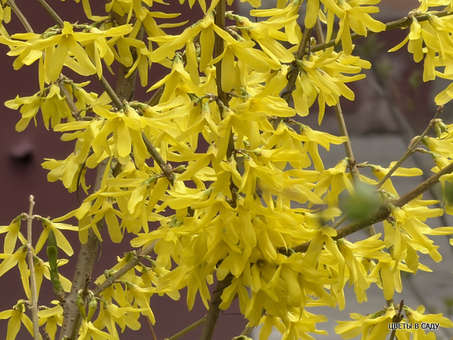 Один из самых ранних декоративных кустарников в Московском регионе