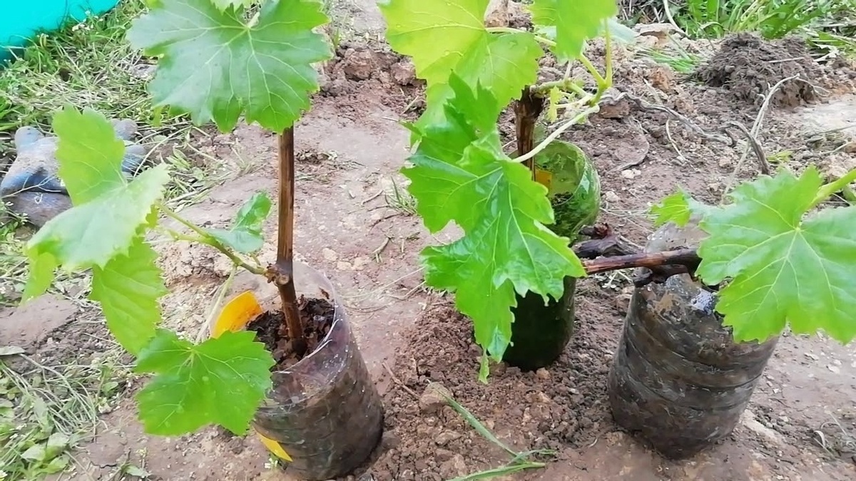 Перед весенней посадкой одревесневшие саженцы винограда требуют минимальной подготовки. Укоротите побег, оставив 2-3 почки – этого хватит для формирования сильной лозы, избегая расхода сил на слабые ростки. Корни также следует подрезать до 15 см. Длинные корни плохо развиваются и при посадке их приходится изгибать. Обрезка же стимулирует рост новых корней, формируя мощную корневую систему, способную добывать питание из глубины. После обрезки поместите саженец в отстоянную воду на час, желательно с добавлением ложки меда. Высаживайте саженцы в грунт с середины апреля до конца мая, ориентируясь на климат вашего региона.