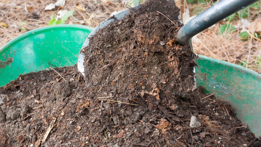 Перегной — основа питания для корней в первые дни после посадки