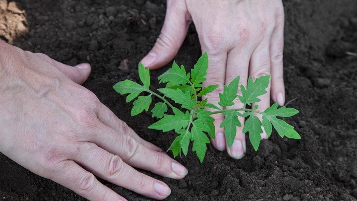 Я сажаю томаты уже давно