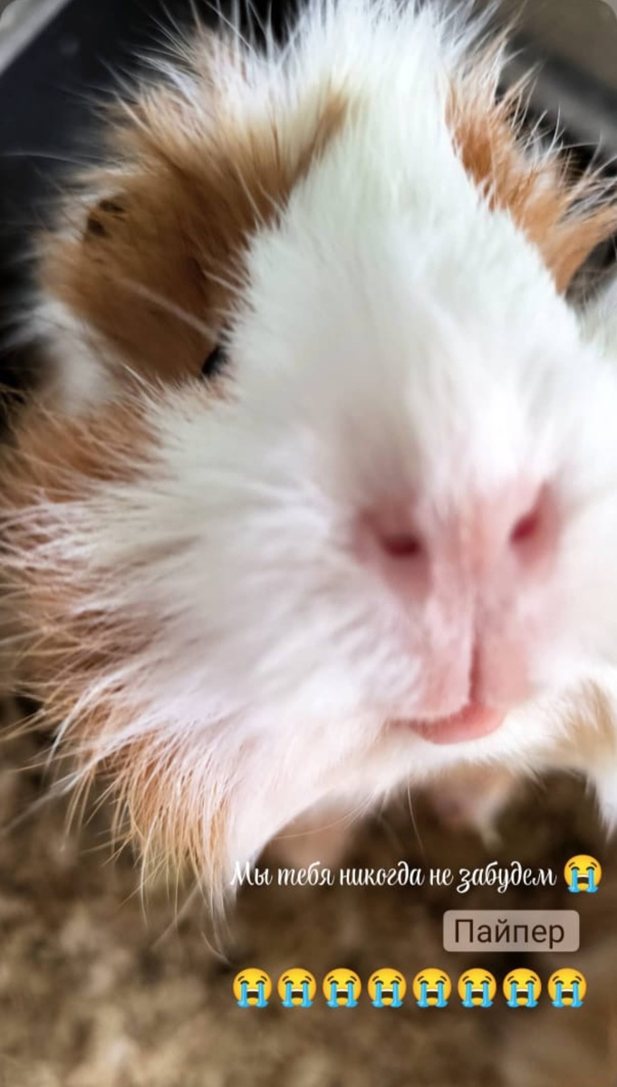 П... П... Пайпер...