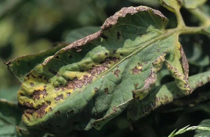 Бактериальная крапчатость томатов. Фото из интернета