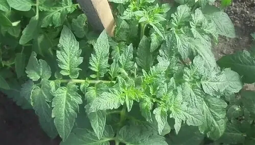 Жирование томатов