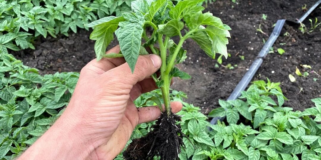 Как сделать рассаду пышной и зеленой: секреты крепких стеблей