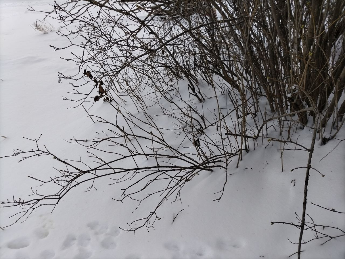 Фото автора.