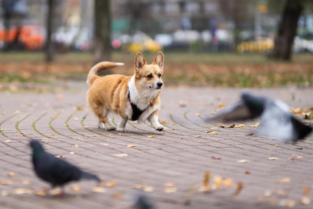 Жизнь в городе увеличивает вероятность развития рака у собак. Фото: Александр Плонский / "Питомцы". 