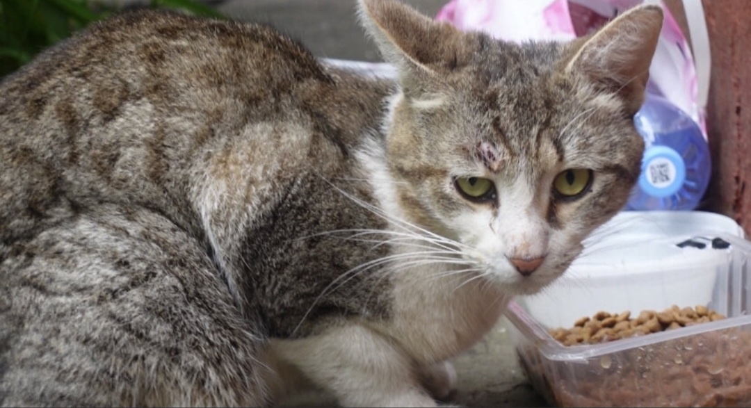 Вася в первые дни нашего знакомства ❤️‍🩹