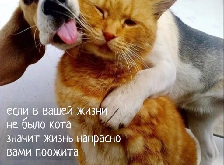Смешные мемы с животными новая порция позитива