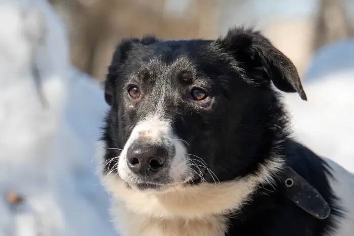 🏠 Подарите дом тем, кто ждет