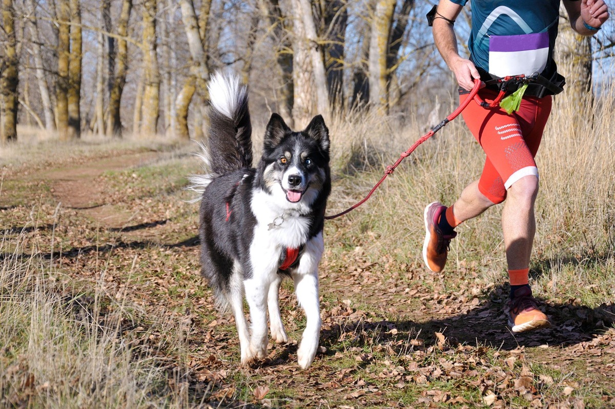    Черный кал у собак может быть симптомом серьезных заболеваний