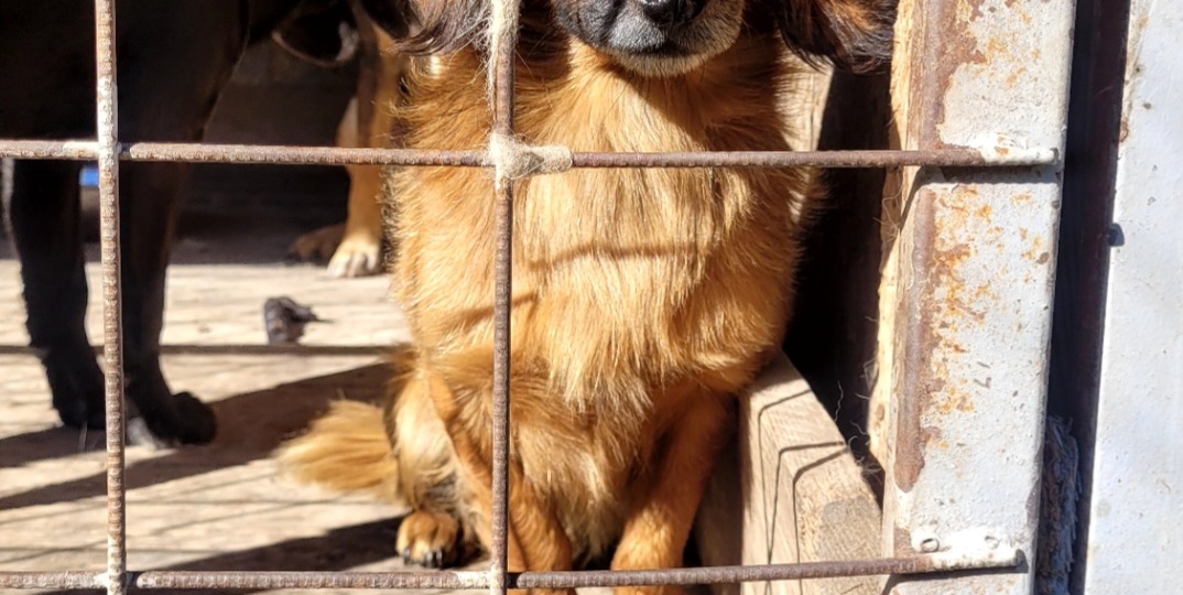 Привет из дома от Тимоши.