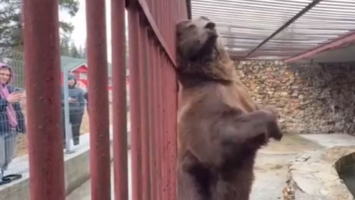    Фото: Скриншот видео / Mash / Telegram