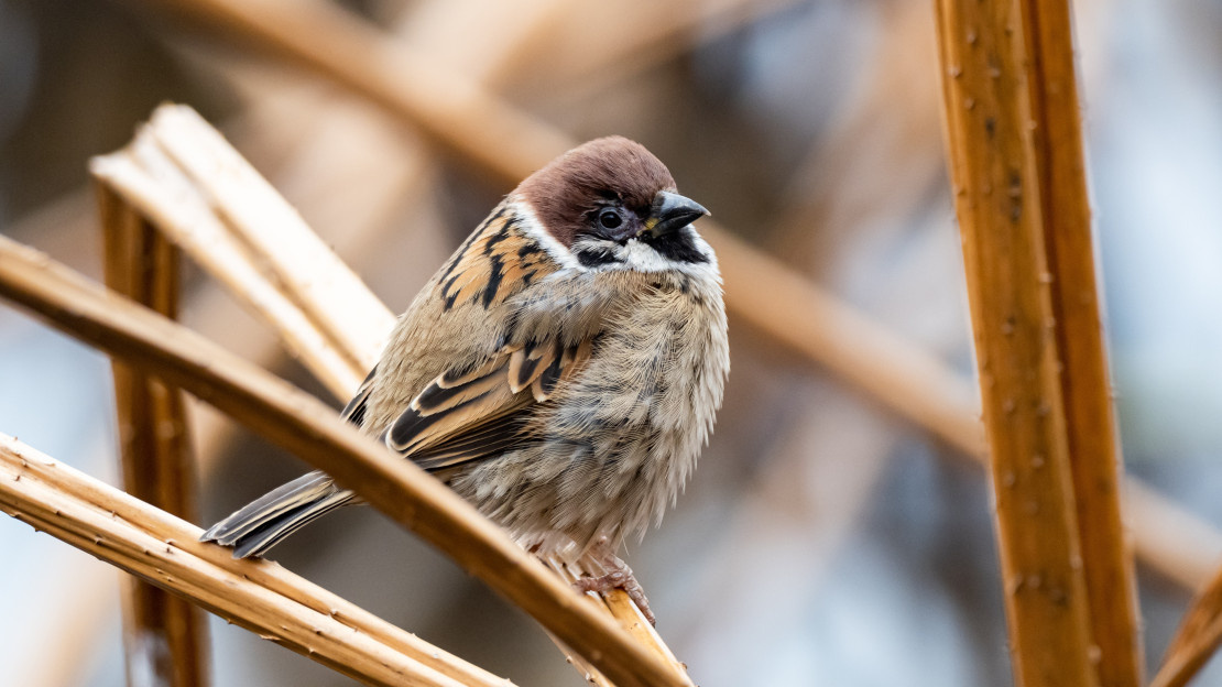 Вот уже который год москвичи замечают, что по сравнению с тем, что было 10–15 лет назад, с птицами «что-то не так». Куда-то пропали воробьи, да и снегири стали редкостью. Зато стали часто появляться пернатые, которых раньше не было в Москве. Правда ли, что видовой состав птиц города изменился, и если да, то из-за чего? На эти и многие другие вопросы ответил магистр биологии, орнитолог, популяризатор науки, сотрудник сектора орнитологии Зоологического музея МГУ им. М.В. Ломоносова Павел Алексеевич Смирнов.

