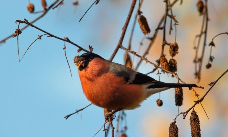 Снегирь / Источник: wirestock / Freepik 