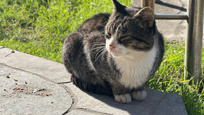    Первый городской канал Калининград