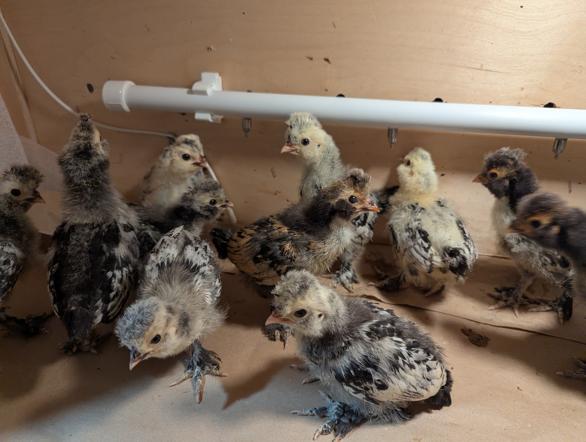 Ниппельные поилки