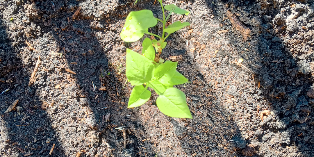 Посадила сирень ,полила свою рассаду.