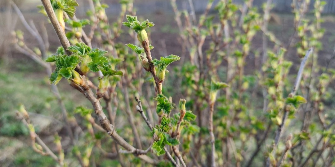 Смородина ждет этого, как манны небесной: 2 ложки под куст в конце апреля - и от урожая ветви гнутся