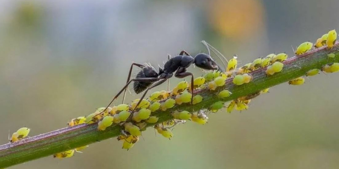 Тля и её „крыша“: как разогнать эту банду, если вы приехали на дачу всего на полдня