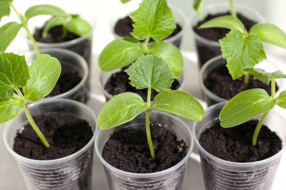 Как вырастить толстую и крепкую рассаду огурцов: природный метод без химии