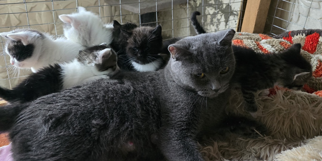 Отмороженное ушко греет пятерых малышей