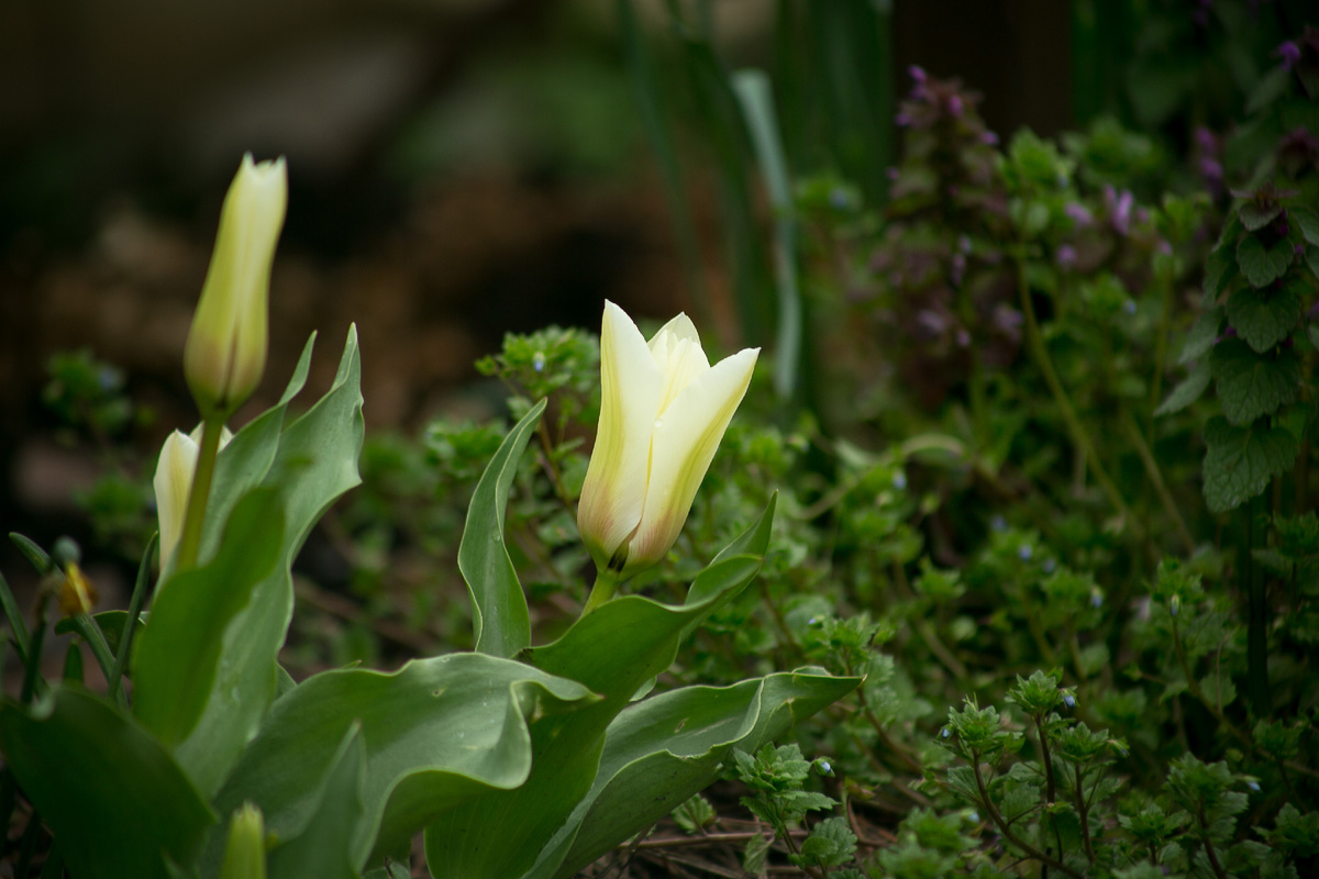 Тюльпан Quebec. Автор фото Елена Якимова