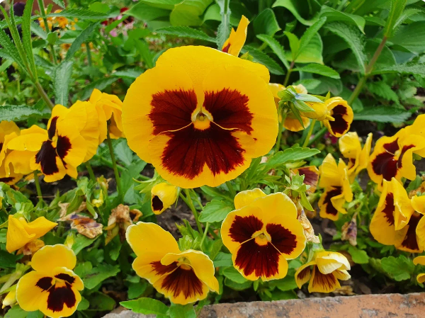 Опоздали с рассадой? 9 шикарных цветов для прямого посева в грунт