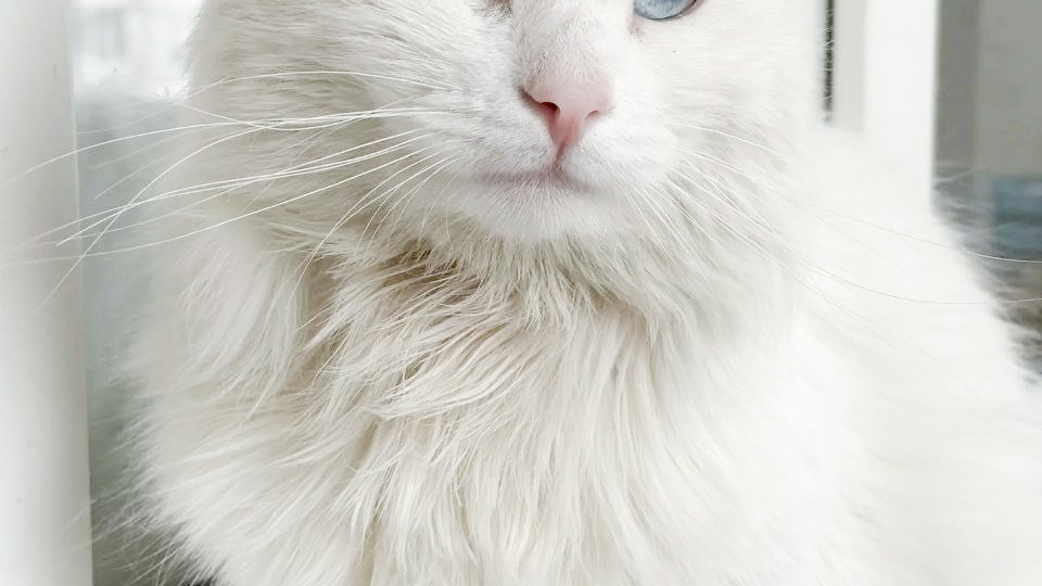 Белый голубоглазый котик ищет дом! Москва, Питер