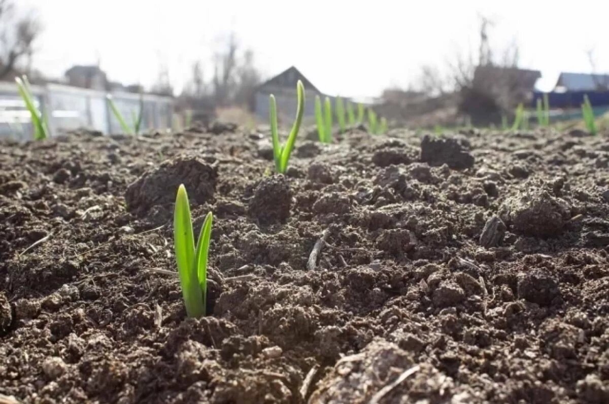    Агроном Терентьев: нельзя пропустить апрельскую подкормку чеснока