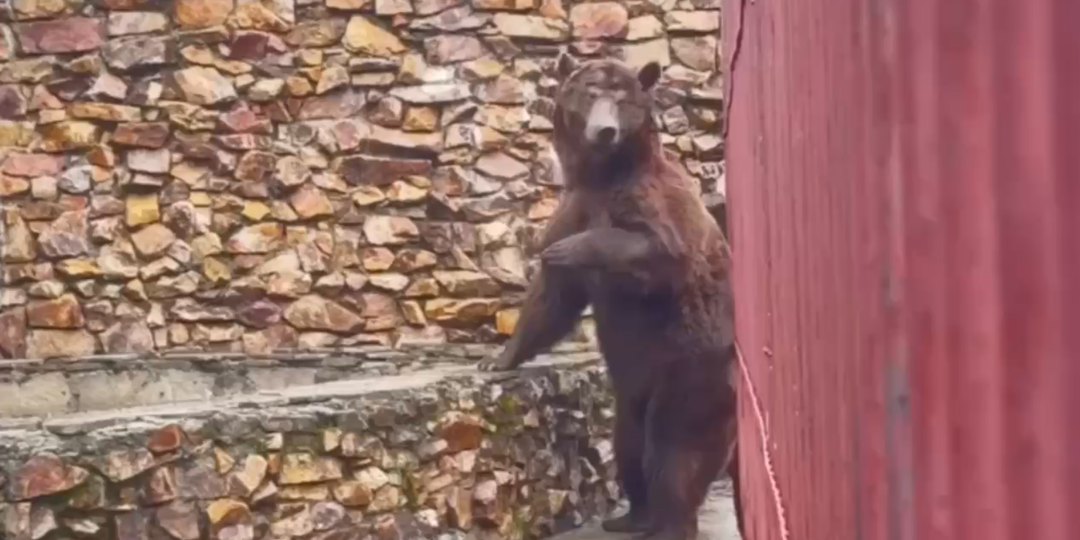 Есть, где искупаться, почесать спину и разгуляться: показали, как обустроился в нацпарке «Зюраткуль» медведь Степан из Троицка