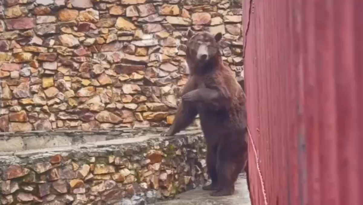 Скриншот с видео: Денис Рыжий / соцсети